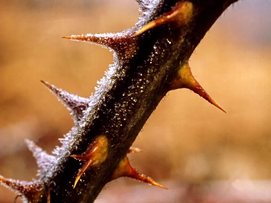 Cover for Plants don't want to be eaten